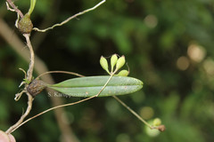 Bulbophyllum elegantulum